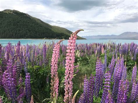Within a year of successfully obtaining your visa, of course. Working Holiday In New Zealand - A Complete Guide For ...