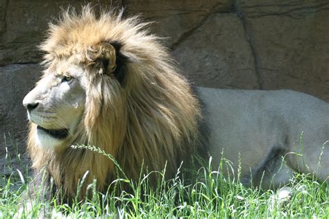 Lion Manes Linked to Climate | Newswise: News for Journalists