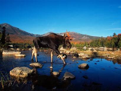 Moose Landscape Animaux Landschaft Tiere Crossing Nature