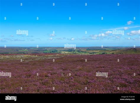 A Purple Carpet Of Flowering Heather On Westerdale Moor North York