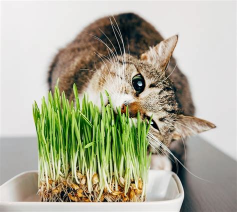 Premium Photo Beautiful Tabby Cat Eating Grass