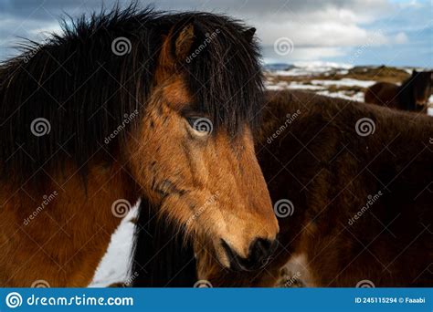 Icelandic Horse Stock Photo Image Of Equine Borgarnes 245115294