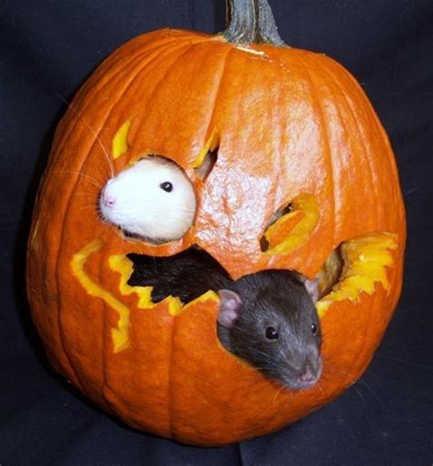 Rats In A Pumpkinthis Is Amazingly Beautiful Happy Halloween