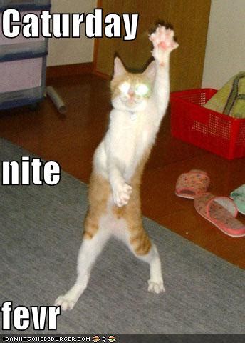 Did these cat memes make you smile? FUNNY DANCING CATS :D ~ FaceMash