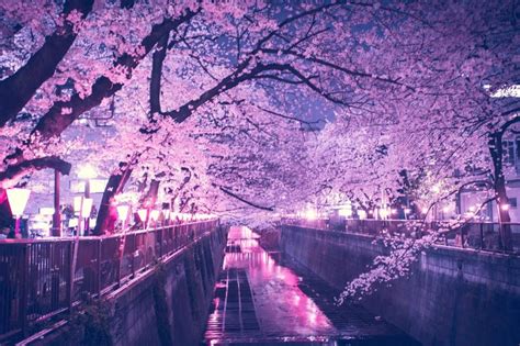 100 Night Cherry Blossom Wallpapers