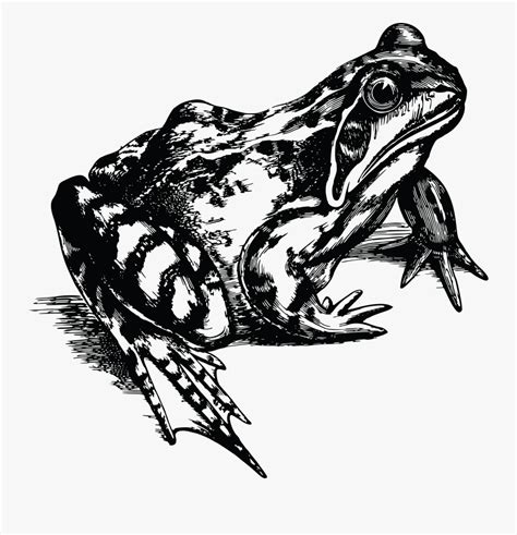 Red Eyed Tree Frog Clipart Black And White Realistic Frog Clipart
