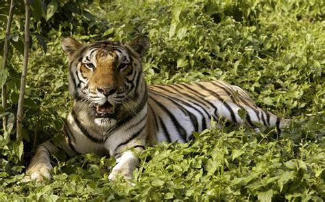 Tiger Population In Assam S Manas National Park Went Up 50 Percent In
