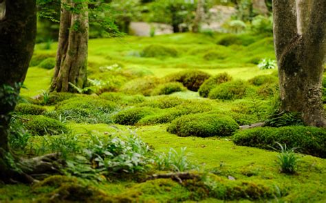 Outdoor Moss Gardens Gardenmoss Scene At The Gioji Temple 祇王寺