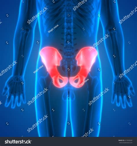 Human Skeleton Anatomy Posterior View Hip Stock Illustration 617639243