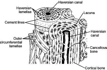 Like compact bone, spongy bone, also known as cancellous bone, contains osteocytes housed in lacunae, but they are not arranged in concentric circles. Lacunae Definition Anatomy - Anatomy Drawing Diagram