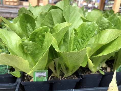 Parris Island Cos Lettuce 🥬 🏝️ Romaine With A Rich Legacy