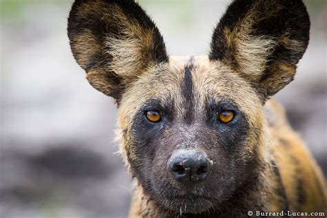 African Wild Dog Burrard Lucas Photography