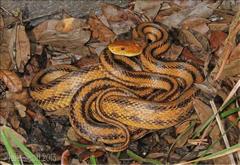 Yellow Rat Snake Elaphe Obsoleta Quadrivittata