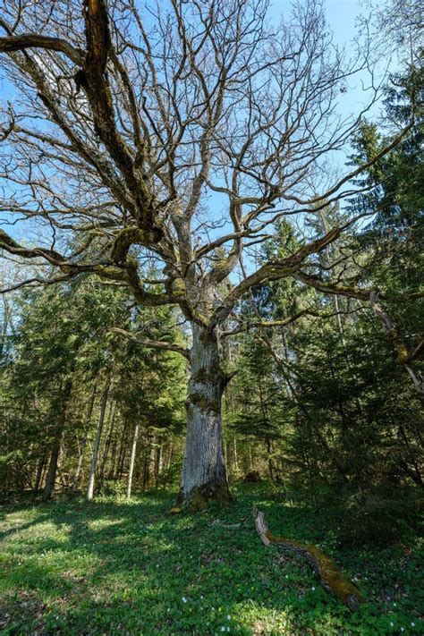 Large Oak Tree In Spring Green Forest Stock Photo Image Of Season