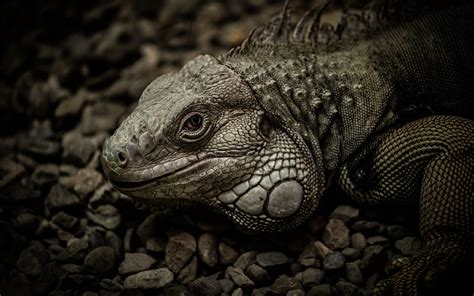 Iguana Wildlife Reptile Lizards Mexico Hd Wallpaper Peakpx