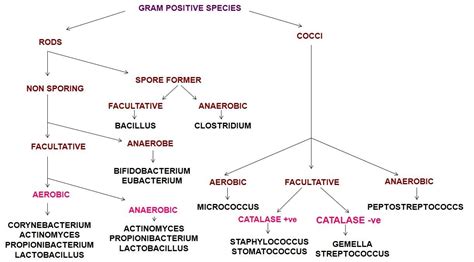 Accurate Microbiology Gram Stain Flow Chart Dichotomous Flow Chart