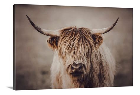 Hairy Highlander 24x36 Canvas Highlander Cow Print Cow Art Etsy