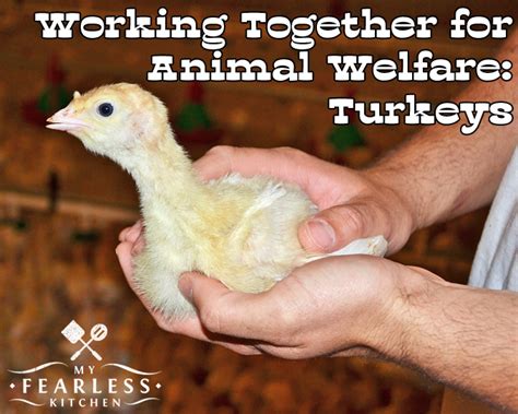 Working Together For Animal Welfare My Fearless Kitchen