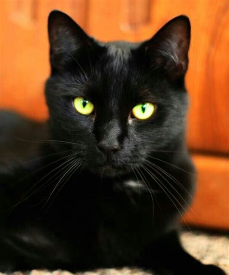 Pin By Madeleine Armour On Black Cats Crazy Cats Beautiful Cats