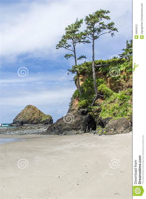 Sandy Beach With Overhanging Trees Stock Photo Image Of Rocks Oregon