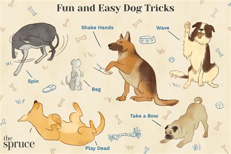 10 Easy And Fun Dog Tricks To Train Your Dog