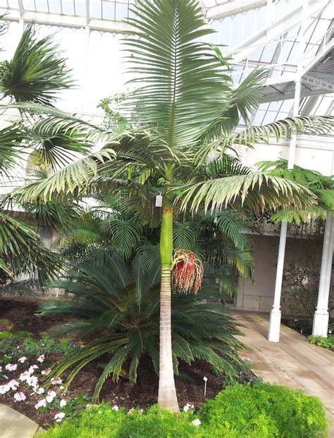 Naturally found in the wet regions between central nsw and mackay in qld, the piccabeen palm is botanically known as archontophoenix cunninghamiana. archontophoenix cunninghamiana - Google Search | Pequeñas ...