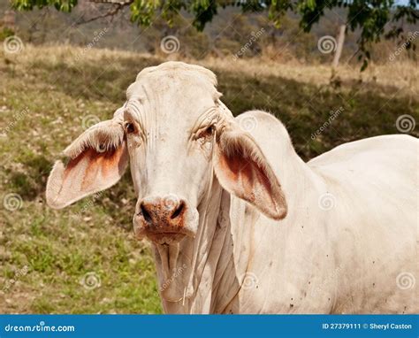 Close Up Of Young White Brahman Cow On Ranch Stock Image Image Of