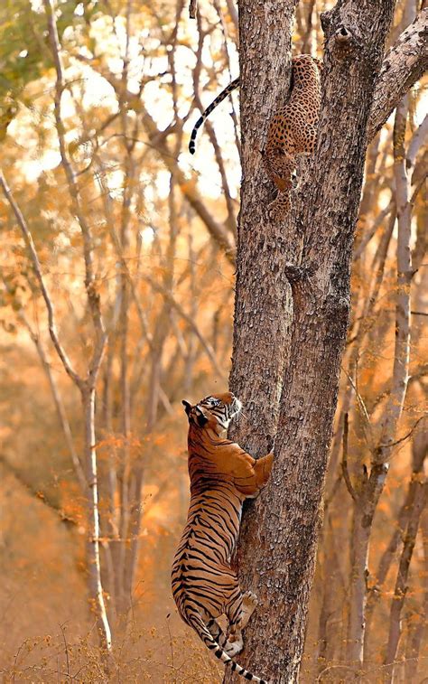 Psbattle A Tiger Chasing A Leopard Up A Tree Photoshopbattles