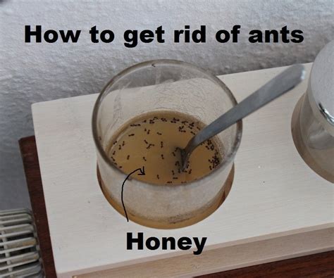 I bought some advion and that got rid of the small black ants for a while but they seem to come back. Ant trap - How to get rid of ants : lifehacks
