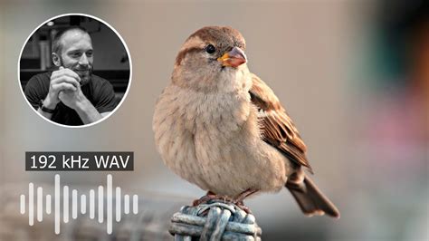 Sparrows Singing In The Early Morning Soundscape Sound Effect Youtube
