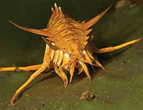 Spiny Monster From The Depths Of Worlds Oldest Lake New Scientist