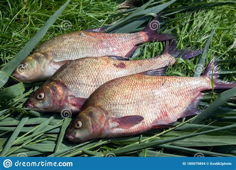 Pile Of Big Freshwater Common Bream Fish On Green Reed Stock Photo