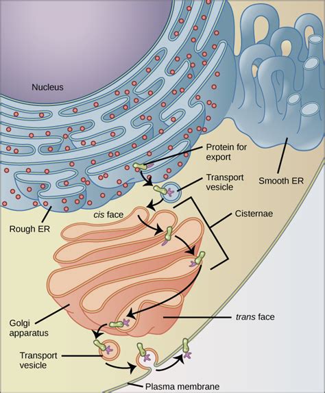 Eukaryotic Cells Bio 101