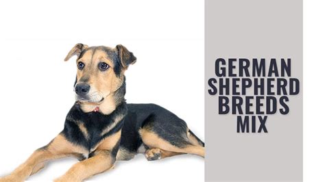 Top 5 Popular German Shepherd Mix Breeds Complete Facts Petmoo