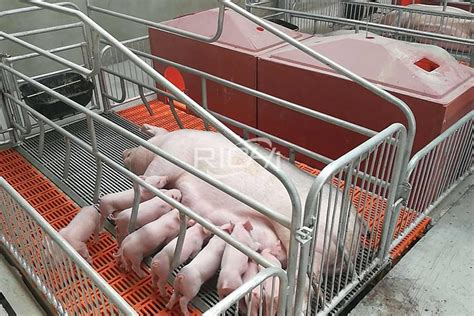 Small Scale Pig Farm Design In Rural Areas—scientific Pig Raising At