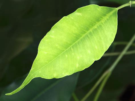 Fresh Leaf Free Stock Photo Public Domain Pictures