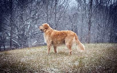 Golden Retrievers Snow Dog Retriever Adult Gold
