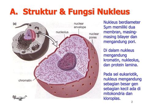 Ppt Materi A Struktur Dan Fungsi Nukleus B Biosintesis Nukleus C