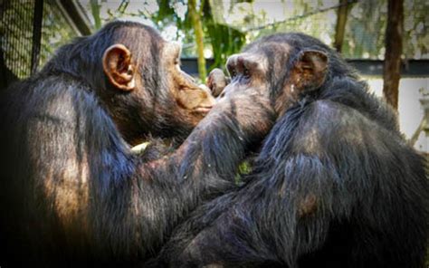 In the council's meeting yesterday, one of the issues discussed was the possibility of the rockhampton zoo housing the psychedelic looking animals. Our animals Rockhampton Zoo