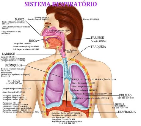 A Sequência Das Estruturas Do Sistema Respiratório Pulmonar é