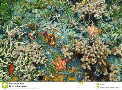 Colorful Seabed With Starfishes In Caribbean Sea Stock Image Image Of