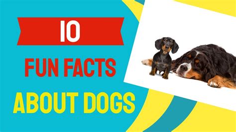 10 Fun Facts About Dogs Youtube