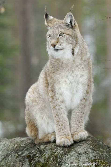 98 Best Lynx Images On Pinterest Lynx Eurasian Lynx And