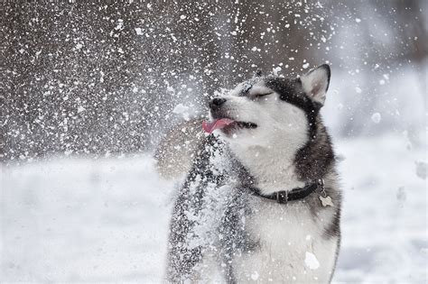 People have been breeding dogs since prehistoric times. 17 Dog Breeds That Love Winter | Greenfield Puppies