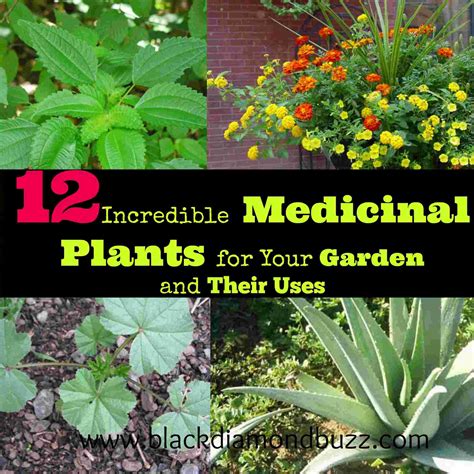 Incredible Medicinal Plants For Your Garden And Their Uses