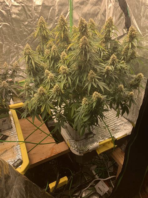 Fastbuds Pineapple Express Auto Grow Journal Week9 By Thatoneakguy