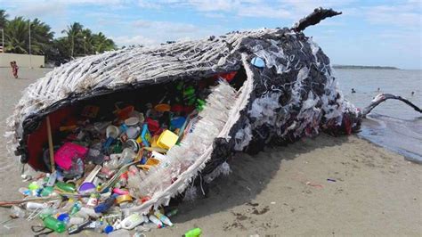 Young Whale Died From 40kg Of Plastic Bags In Its Stomach