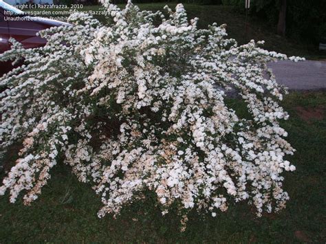 Plant Identification Closed Bush With Clusters Of Small White Flowers