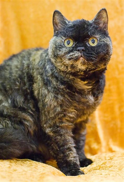 Same with megalodons and all the other things that have what does a rex eat? Selkirk Rex Cat Breed: Origin, Features, and Pompous ...