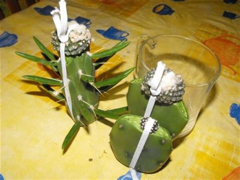 Christmas cacti need planning to achieve the showy holiday blooms you're hoping for. grafting dorment cacti - CactiGuide.com